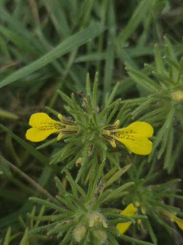 Ground-pine