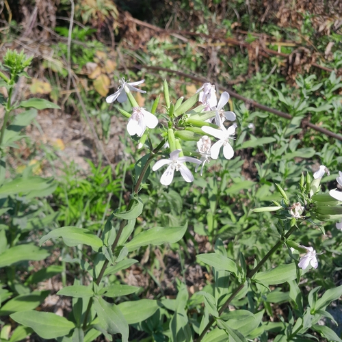 common soapwort