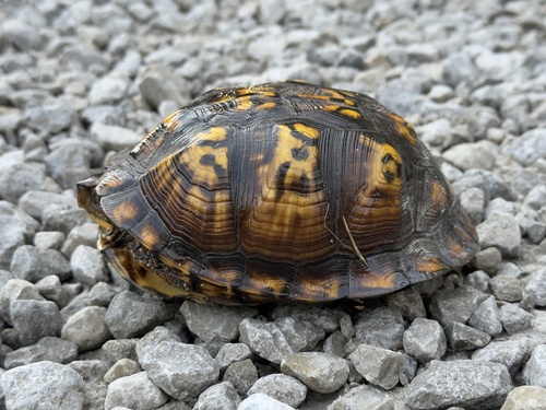 Eastern Box Turtle