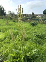 Rumex thyrsiflorus