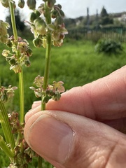 Rumex thyrsiflorus, photograph author not stated, no rights reserved
