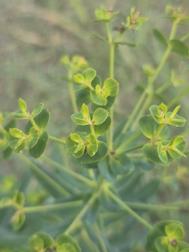 Corn Spurge