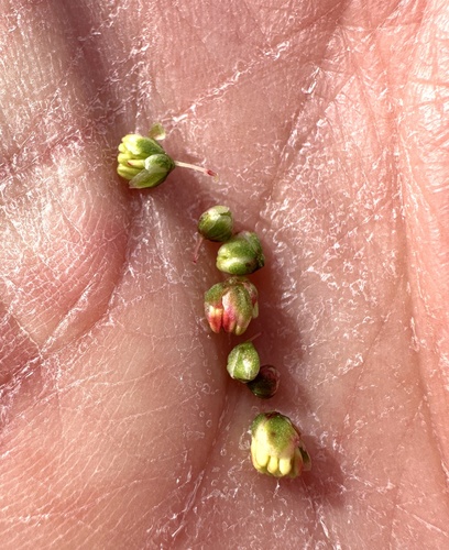 Rumex thyrsiflorus, photograph 3