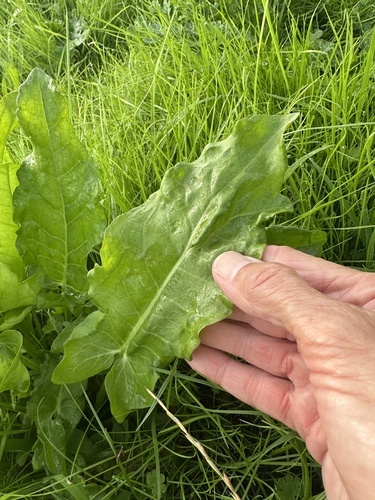Rumex thyrsiflorus, photograph 4