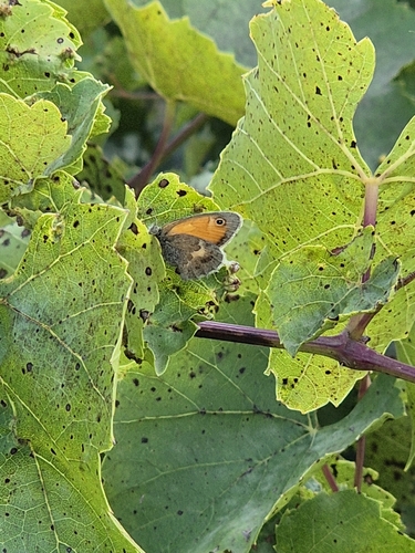 Small Heath