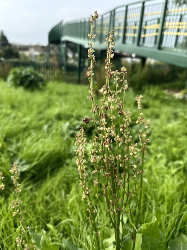 Rumex thyrsiflorus, photograph 6