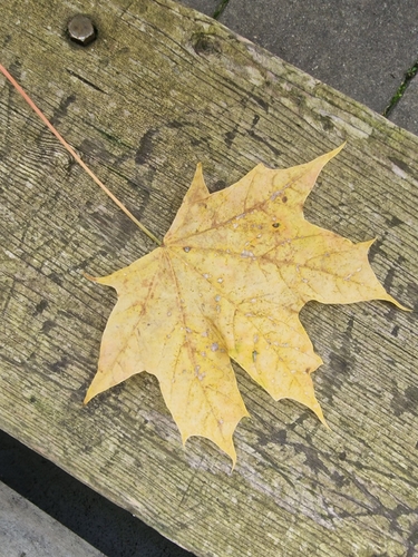 Norway maple