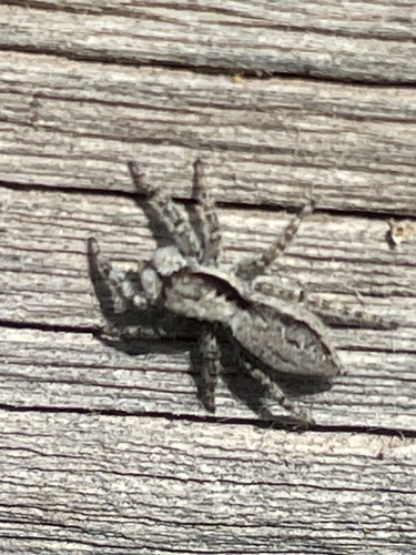Menemerus taeniatus
