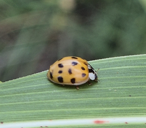 Asian Lady Beetle