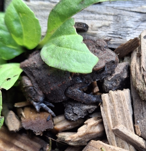 European Toad