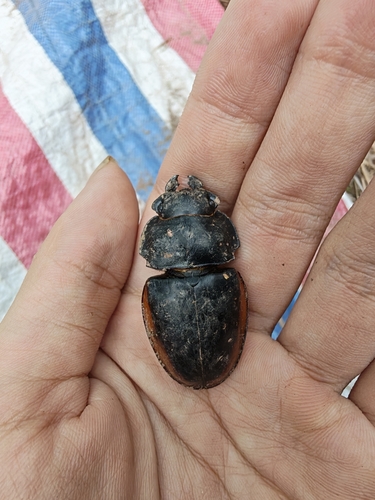 Odontolabis cuvera fallaciosa