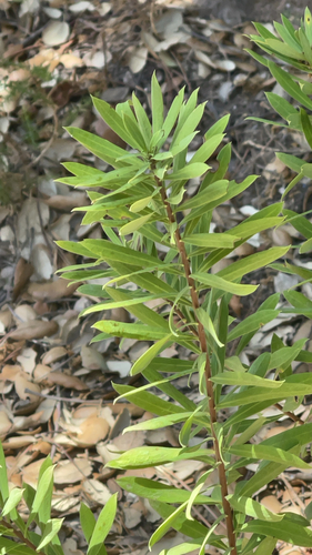 Flax-leaved Daphne