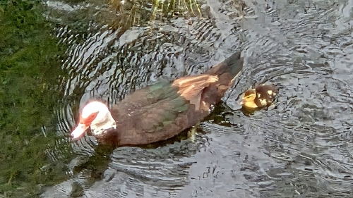 Domestic Muscovy Duck