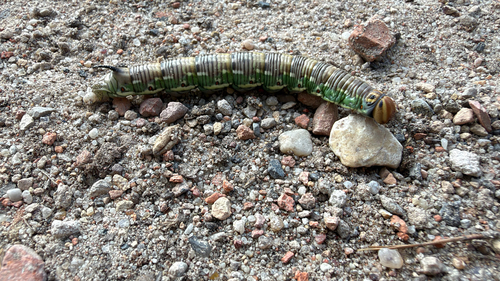 Pine Hawkmoth