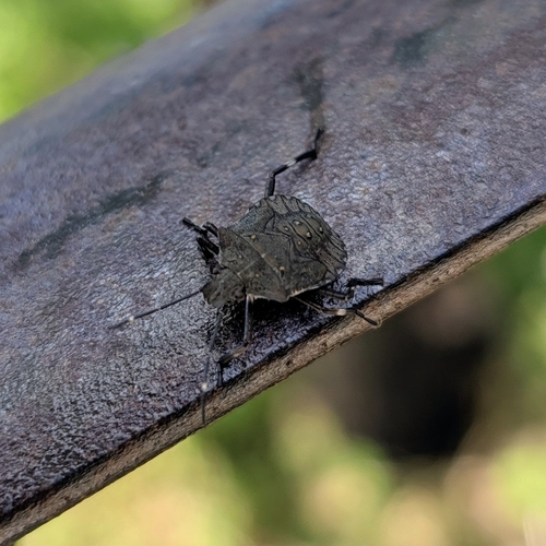 Brown Marmorated Stink Bug