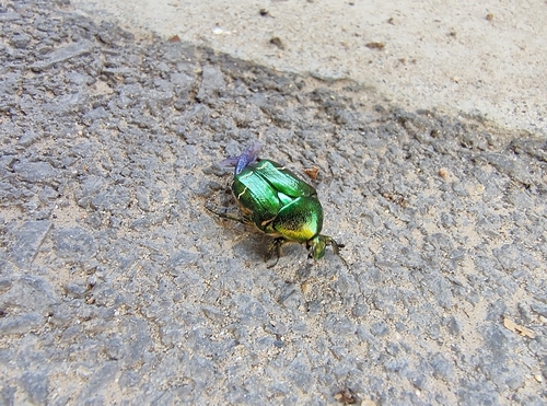 Cetonia aurataeformis
