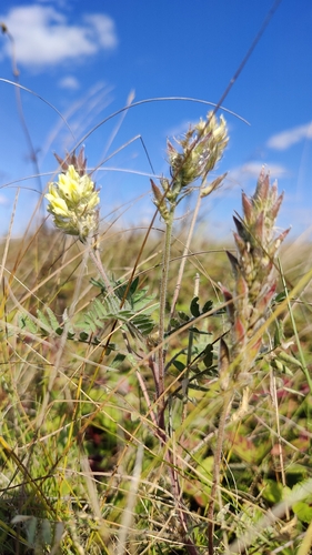 Oxytropis pilosa, 2026-09-18