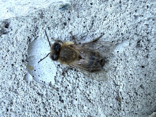 Western Honey Bee