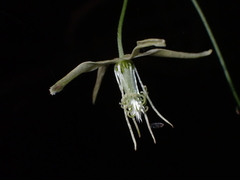 Clematis microphylla, photograph (c) Jared Shorma, some rights reserved (CC BY)
