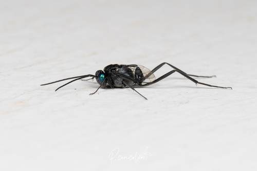 Blue-eyed Ensign Wasp