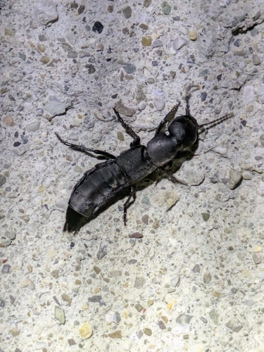 Devil's Coach Horse Beetle