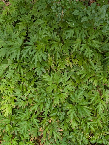 Paeonia delavayi observed 2026-08-16