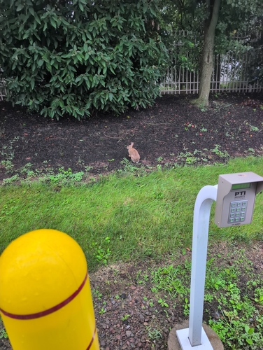 Eastern Cottontail