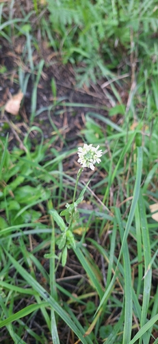 hoary alyssum