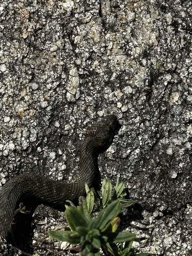 Viperine Snake