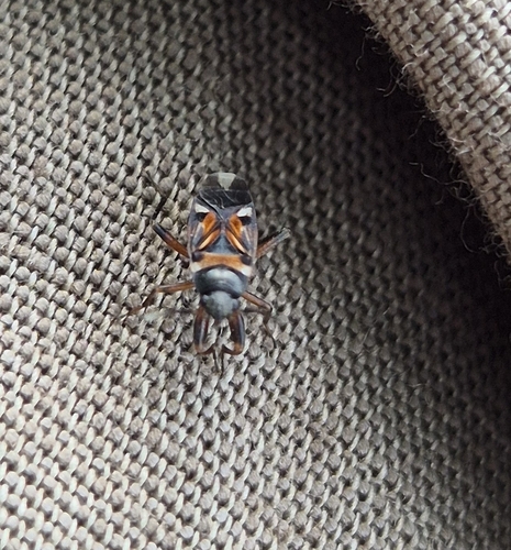 white-spotted groundbug