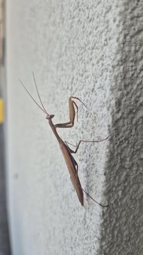 European Mantis