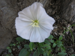 Oenothera tetraptera