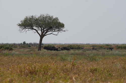 Common Wildebeest