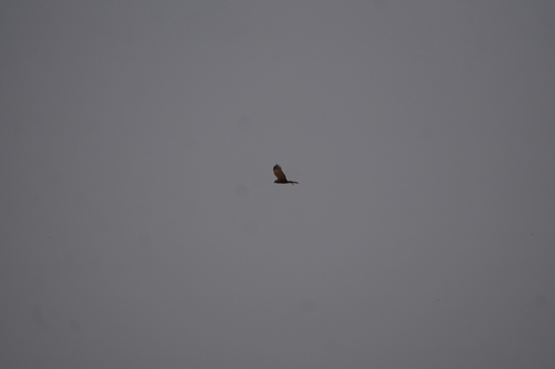 African Marsh Harrier