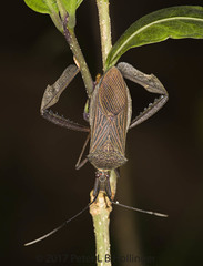 Acanthocephala latipes image