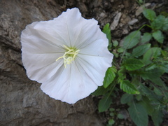 Oenothera tetraptera