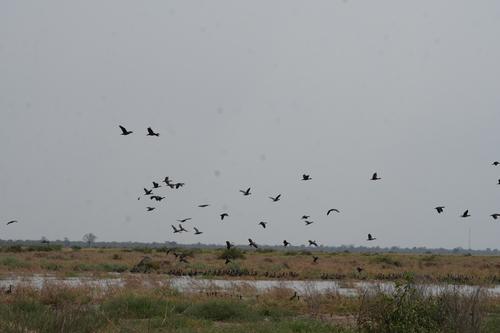 White-faced Whistling-Duck