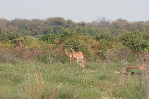 Common Impala