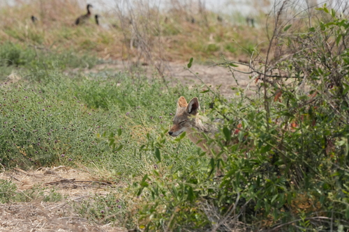 Black-backed Jackal