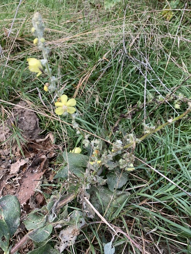 Verbascum pulverulentum