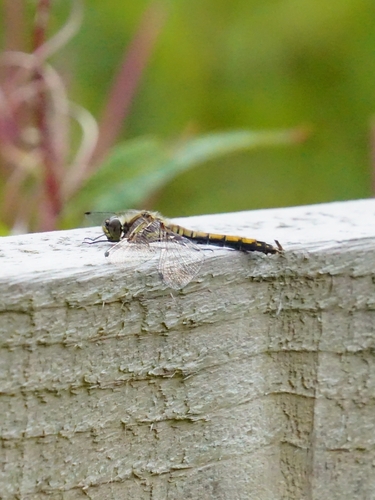 Black Meadowhawk