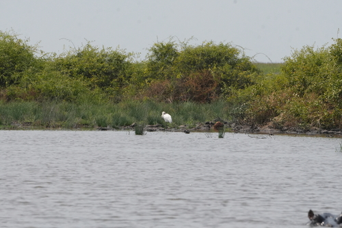 African Spoonbill