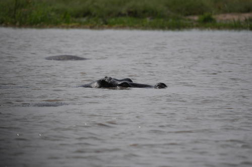 Common Hippopotamus