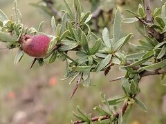 Prunus spinosissima