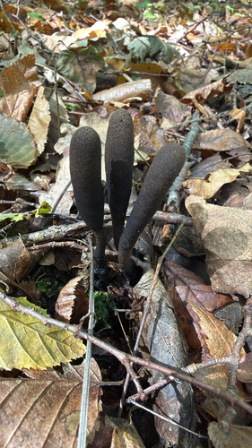 Dead Moll's Fingers