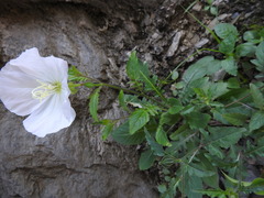 Oenothera tetraptera