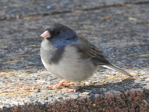 Dark-eyed Junco