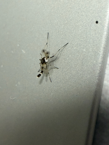 Coelotanypus scapularis