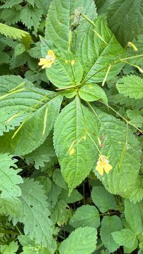 small balsam