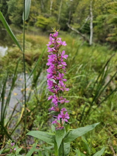 purple loosestrife